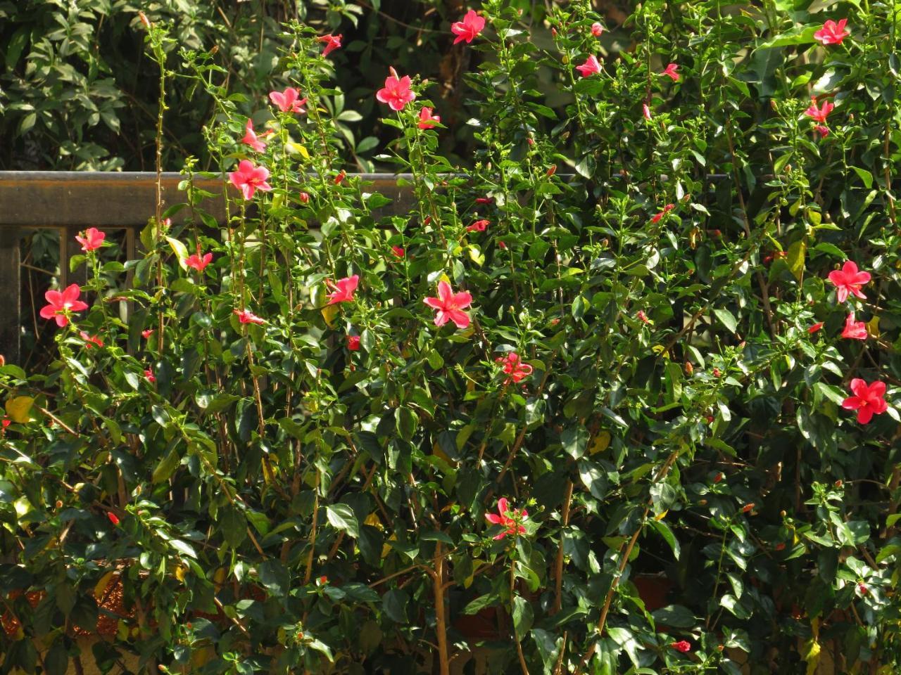 City Palace Resort Lonavala Exterior foto